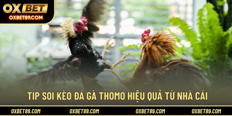 Tip soi kèo đá gà Thomo hiệu quả từ nhà cái 